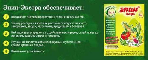 Замерзла рассада капусты. Скорая помощь подмерзшей рассаде - выживет ли она?