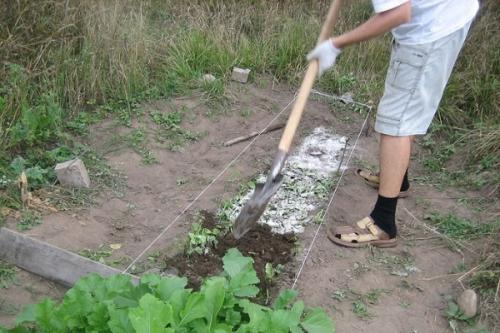 Боится ли рассада капусты заморозков. Капуста и заморозки