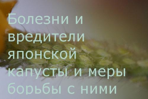 Можно ли замораживать японскую капусту. Японская капуста