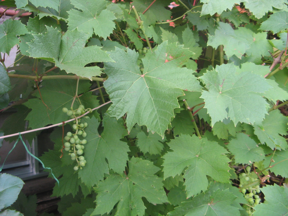 Красивые молодые листья винограда перед сбором для изготовления домашнего вина