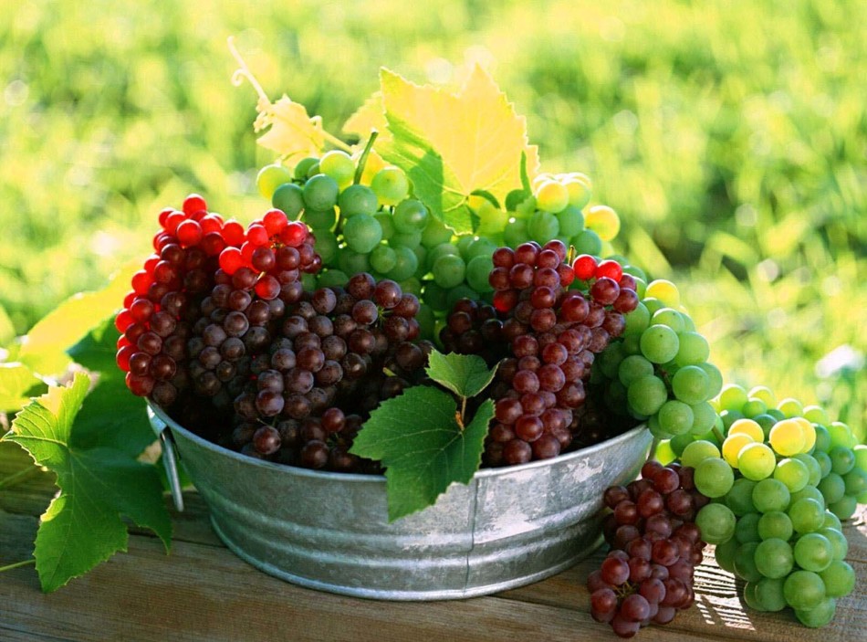 Свежесорванный виноград в тазу перед началом изготовления домашнего вина