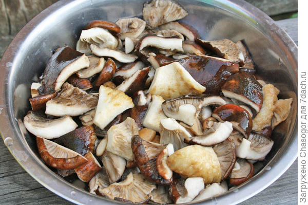 грибочки