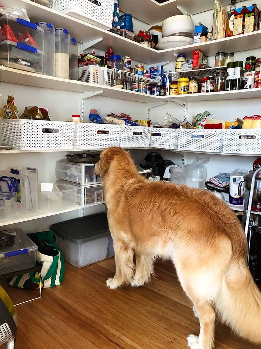 Dozer the golden retriever pantry in new home