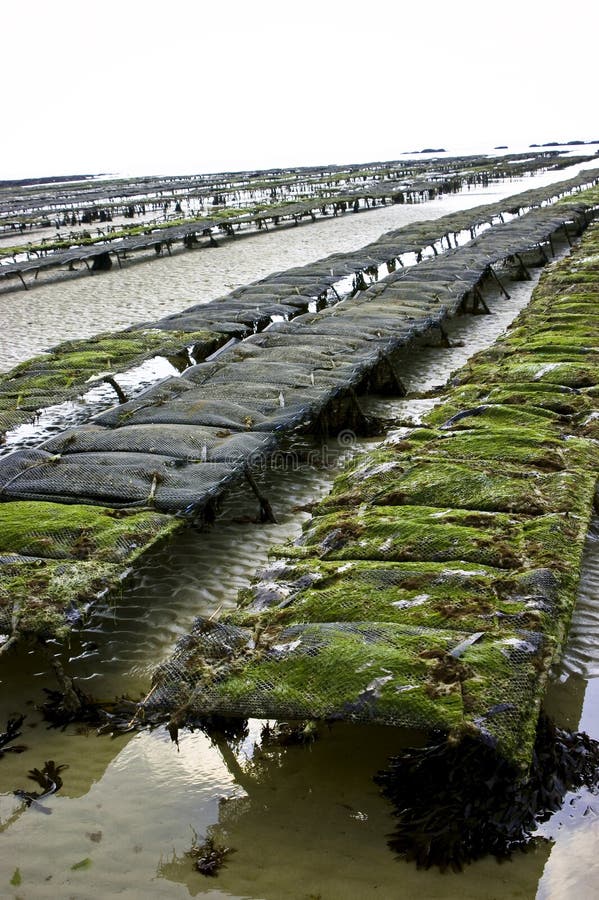 Oyster beds stock image