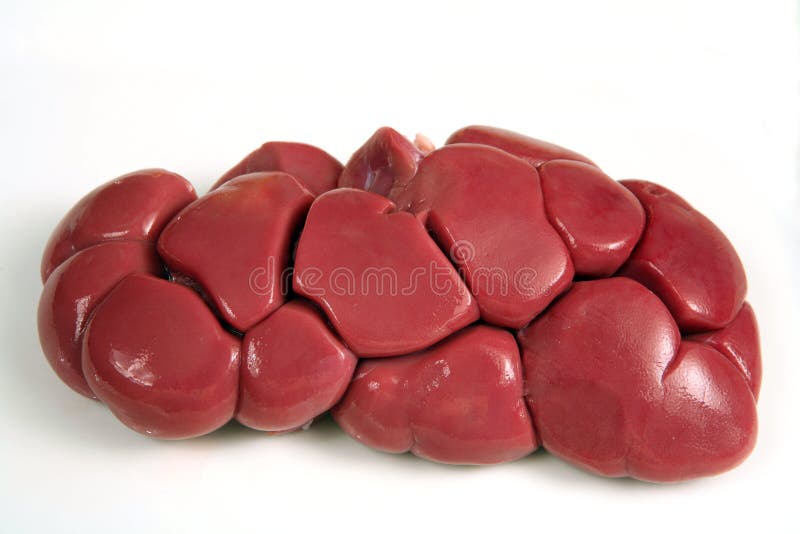 Raw beef kidney royalty free stock image