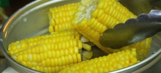 как варить кукурузу в скороварке