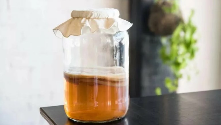 как правильно выращивать чайный гриб домашних условиях
